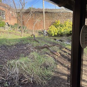 Marwell Zoo January 2023 - Black And White Ruffed Lemur enclosure