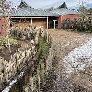 Marwell Zoo January 2023 - Scimitar Horned Oryx yard
