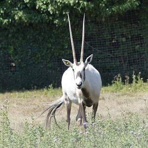 Arabian Oryx - 11.07.25