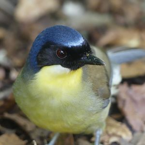 Blue Crowned Laughingthrush - 11.07.25