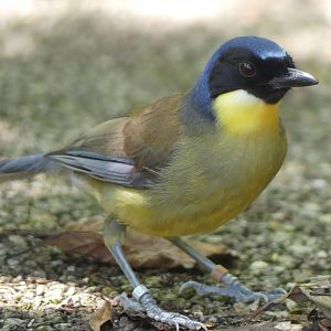 Blue Crowned Laughingthrush - 11.07.25