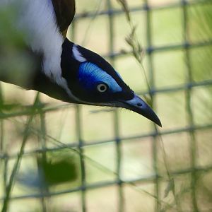 Blue Faced Honeyeater - 11.07.25