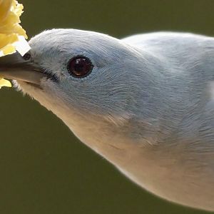 Blue-Grey Tanager - 11.07.25