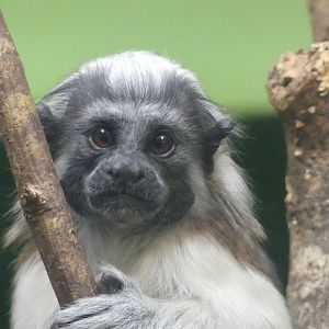 baby Cottontop Tamarin - 11.07.25