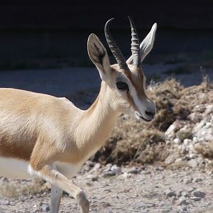 Dorcas Gazelle - 11.07.25