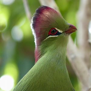 Fischer’s Turaco - 11.07.25