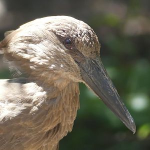 Hamerkop - 11.07.25