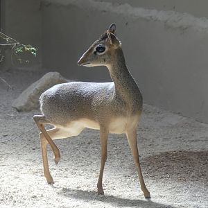 Kirk’s Dikdik - 11.07.25
