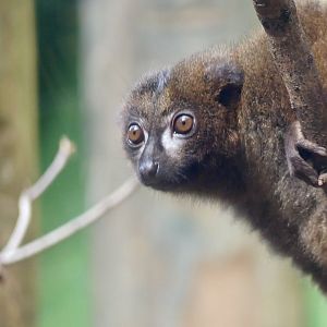 Red Bellied Lemur - 11.07.25