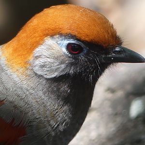 Red Tailed Laughingthrush - 11.07.25