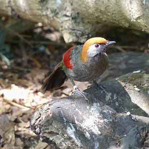 Red Tailed Laughingthrush - 11.07.25