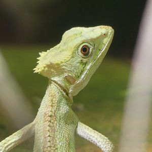 Serrated Casquehead Iguana - 11.07.25