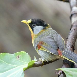 Silver Eared Mesia - 11.07.25