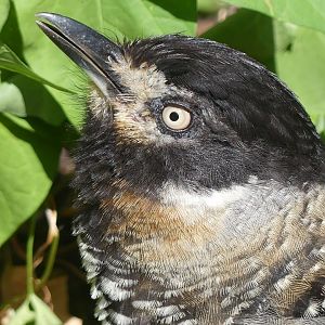 Spotted Laughingthrush - 11.07.25
