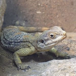 Starred Agama - 11.07.25