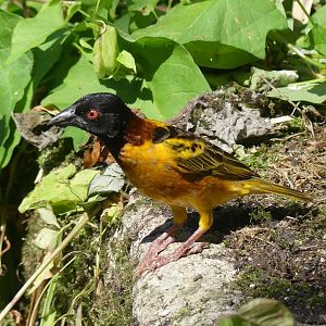 Village Weaver - 11.07.25