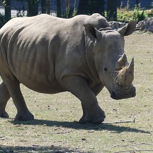 White Rhinoceros - 11.07.25