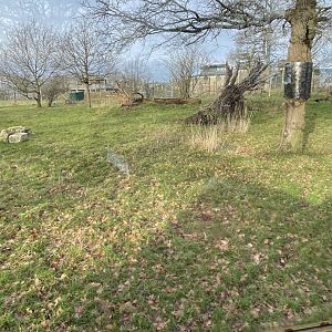 Marwell Zoo January 2023 - Serval enclosure