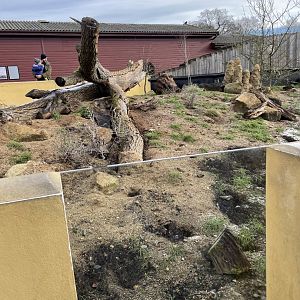 Marwell Zoo January 2023 - Meerkat enclosure