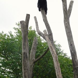 Sun bear high up in a tree
