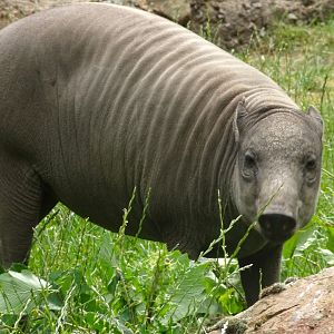 Babirusa