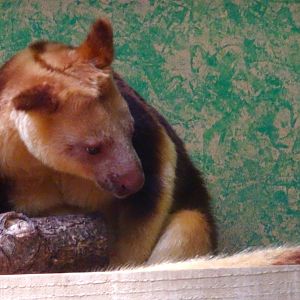 Tree Kangaroo
