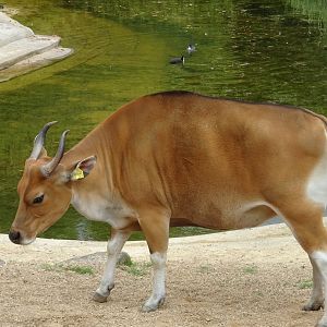 Banteng