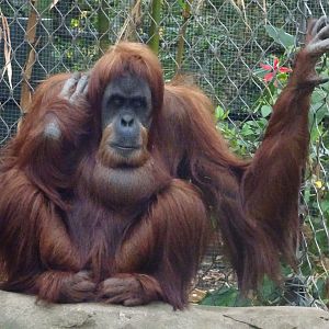 Sumatran orangutan