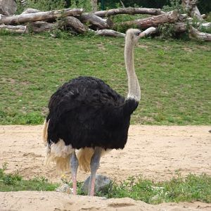 Ostrich  5 July 2025