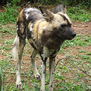 African Wild Dog 5 July 2025