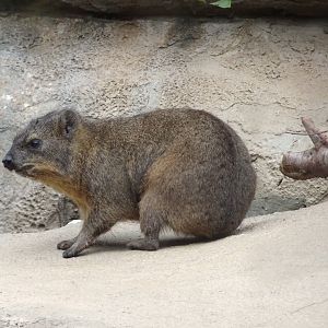 Rock Hyrax 5 July 2025