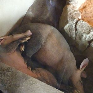 Sleeping aardvarks 5 July 2025
