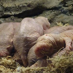 Naked mole rats