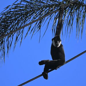White Cheeked Gibbon- Male 2025