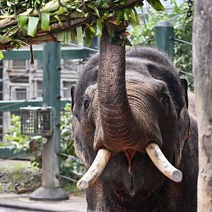Putra Mas- Male Bull Asian Elephant 2025