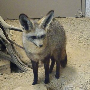 Bat Eared Fox  5 July 2025