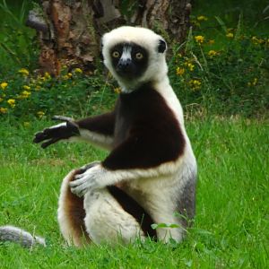 Coquerel’s sifaka 5 July 2025