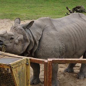 Greater one-horned rhino 5 July 2025