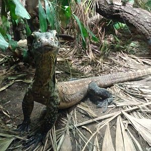 Komodo dragon youngster 5 July 2025