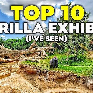 Top 10 Gorilla Exhibits (I've Seen)