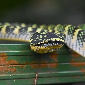 Wagler's pitviper, Tropidolaemus wagleri