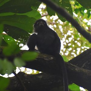 Raffles' banded langur, Presbytis femoralis