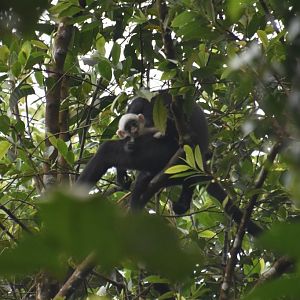 Banded langur baby! Presbytis femoralis