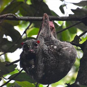 Sunda colugo, Galeopterus variegatus