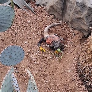 Chuckwalla tries to eat a flower