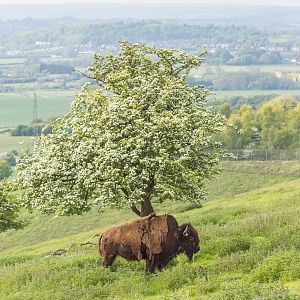 American bison : Whipsnade : 16 May 2014