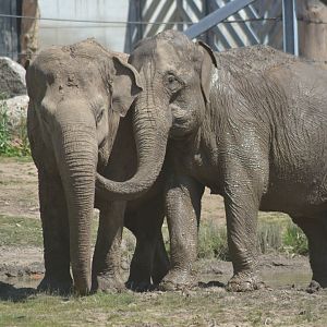 Asian elephant cows