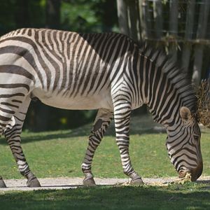 Hartmann's mountain zebra