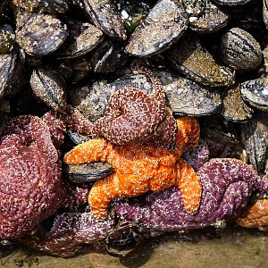 Ochre Sea Stars & California Mussels