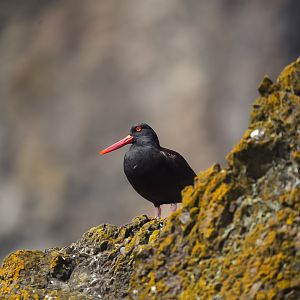 Black Oystercatcher